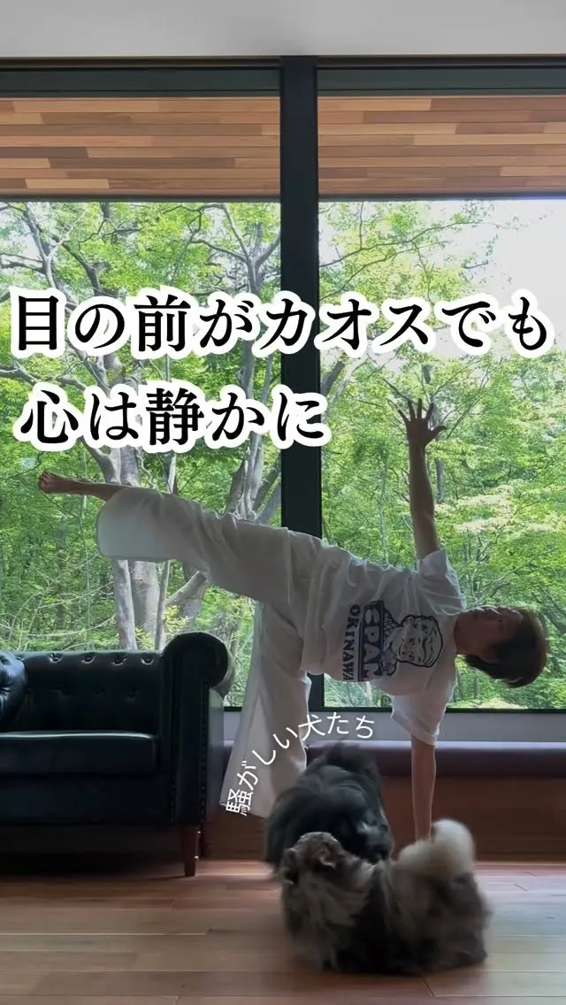 スティラ。